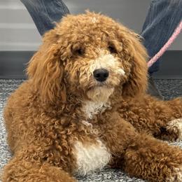 Melvin - Goldendoodle