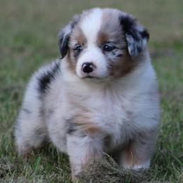 Blue Merle Female 2 - Blue merle female Australian Shepherd puppy in Northport, Alabama from Sipsey River Australian Shepherds