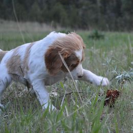 Brittany Puppies from Tommie Dahl