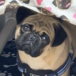 Blue - Pug