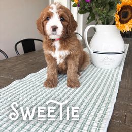 Bernedoodle and Cavapoo Puppies from Wonderful World Doodles