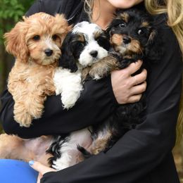 Bernedoodles and Cavapoos from Bernedoodle Boutique (and Cavapoos)