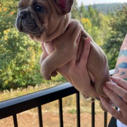 French Bulldog Puppies from Private Reserve French Bulldogs