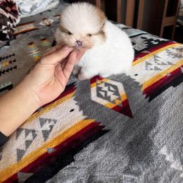 Royal Jr. - Orange parti male Pomeranian puppy in Harrisonville, Missouri from Cindy's Pomeranians