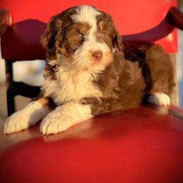 Clara - Red tri-color female Aussiedoodle puppy in Ohio from Holley Doodles