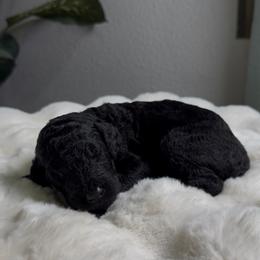 Boy 2 - Black male Goldendoodle puppy in Goodyear, Arizona from AZ Royal Doxies llc