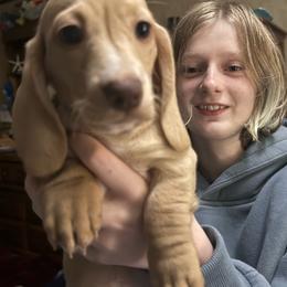 MnM - Cream female Dachshund puppy in Canton, Texas from Bonnie and Clyde Dachshunds