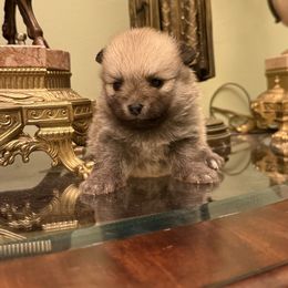 Kira - Orange female Pomeranian puppy in Naples, Florida from 🤎 Dreaming Puppies 🐶