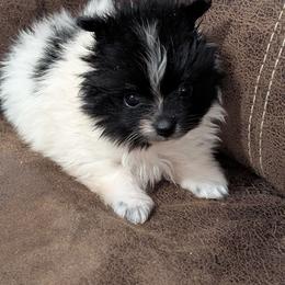 Parti Girl - Black parti female Pomeranian puppy in Danielsville, Georgia from PassionatePomPoms