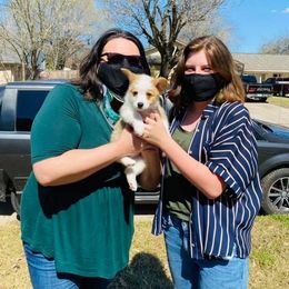 American Corgi and Pembroke Welsh Corgi Puppies from Rainbow Corgis