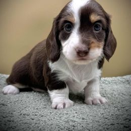 Queen - Chocolate and tan female Dachshund puppy in Hendersonville, North Carolina from Kim's Cove Dog Co.