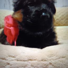 Pink - Black and red female German Shepherd puppy in Gustavus, Ohio from Cross Kreek Kennels
