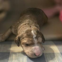 Nature - Sable female Goldendoodle puppy in Freedom, New York from Samantha's Goldendoodles