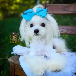 Korean Snowball - White male Maltese puppy in Barren Springs, Virginia from Seeking Shalom Acres Maltese, Maltipoos & Havamalts