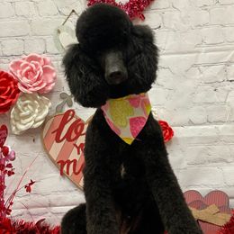 Landri - Poodle