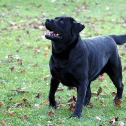 Labrador Retrievers from Mi Royal Labradors