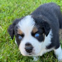 Girl 1: Black Tri, full tail - Black tri-color female Australian Shepherd puppy in St. Paul, Oregon from Raybell Ridge Farm