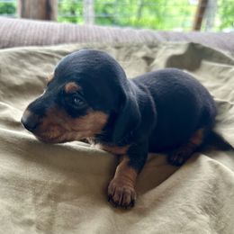 Espresso - Black and tan female Dachshund puppy in Brave, Pennsylvania from Woodland Edge Cattery & Kennel