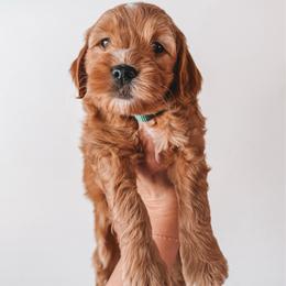 Hickory (Green) - Red  male Goldendoodle puppy in Beaverton, Oregon from Henry Elliots