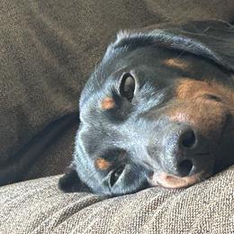 Dachshunds from Space Coast Dachshunds
