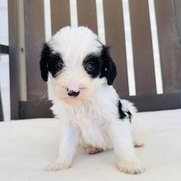 Angus - Parti male Goldendoodle puppy in Auburn, Indiana from Martin’s Doodles