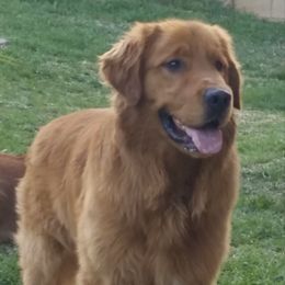 Max - Golden Retriever