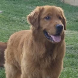 Max - Golden Retriever