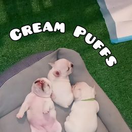 French Bulldog Puppies from Bark2Basics.Frenchie