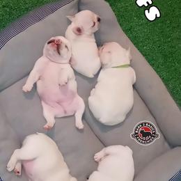 French Bulldog Puppies from Bark2Basics.Frenchie