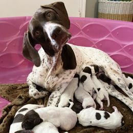 German Shorthaired Pointers from Clapboard Creek Farm