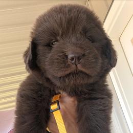 Brown Newfoundland Male 2 - Brown male Newfoundland puppy in Burfordville, Missouri from Umfleet Farms