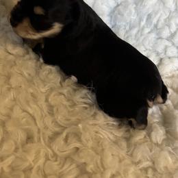 Miniature Schnauzer puppies from Hannalori’s Lil Schnauzer Cuties