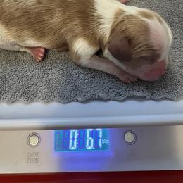 Boy 2 - male Cavalier King Charles Spaniel puppy in Holland, Michigan from Noble Dog Co.