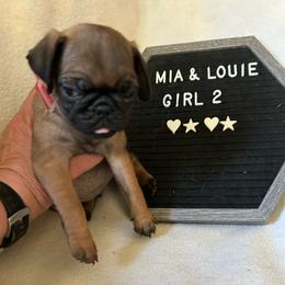 Girl 2 - Fawn female Pug puppy in Norborne, Missouri from Pug Palace