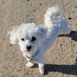 Princess - Maltese