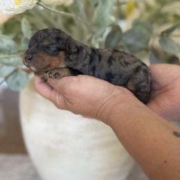 Girl 1 - Merle female Cavapoo puppy in Yuciapa, California from AlltheDoodlez_
