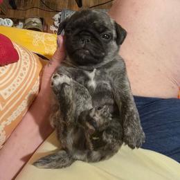 Lady GaGa - Brindle female Pug puppy in Spokane, Washington from Kapelac's Royal Pugs