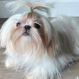 Yue - Shih Tzu