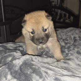Maple - Red female Shiba Inu puppy in Stanley, North Carolina from Yoru's Dojo Legacy