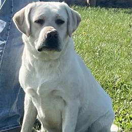 Lacy - Labrador Retriever