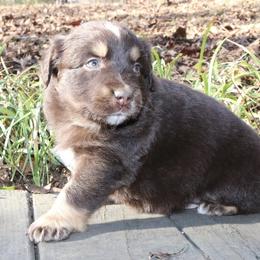 Storm - Red tri-color male Australian Shepherd puppy in Macon, Georgia from Shaina’s Shepherds
