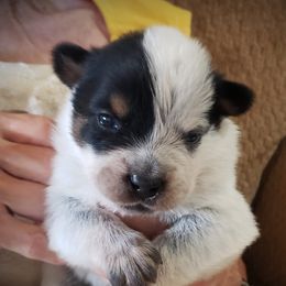Right Mask Boy - Blue speckled Australian Cattle Dog puppy in New Mexico from Thornbush