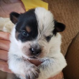 Right Mask Boy - Blue speckled Australian Cattle Dog puppy in New Mexico from Thornbush