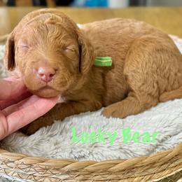 GoodLuck Bear- Green Collar - Red  male Goldendoodle puppy in Bay City, Texas from Charming Doods Goldendoodles