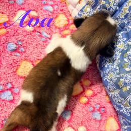 Ava - Liver female Shih Tzu puppy in Hemet, California from Aloha Shih Tzu