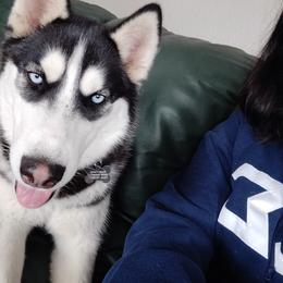 Amaya - Siberian Husky