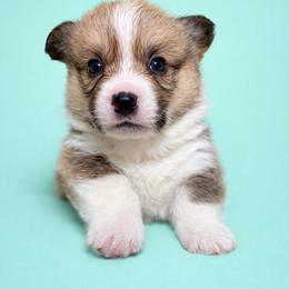 Mint collar - Sable male Pembroke Welsh Corgi puppy in Poulsbo, Washington from Central Valley kennel
