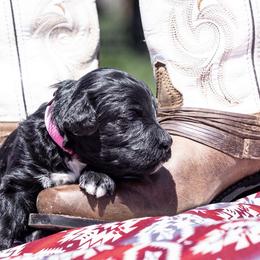 Baby girl 1 - Black female Portuguese Water Dog puppy in Chatfield, Minnesota from Next Generation