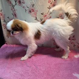 Japanese Chin Puppies from Windhaven Japanese Chin