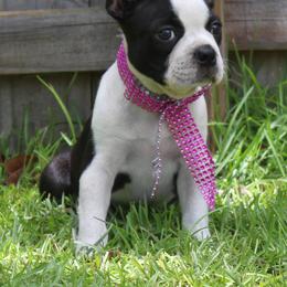 Boston Terrier Puppies from I Love Pups